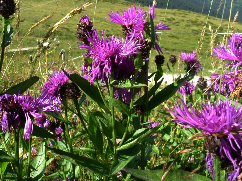 Centaurea nervosa / Fiordaliso alpino